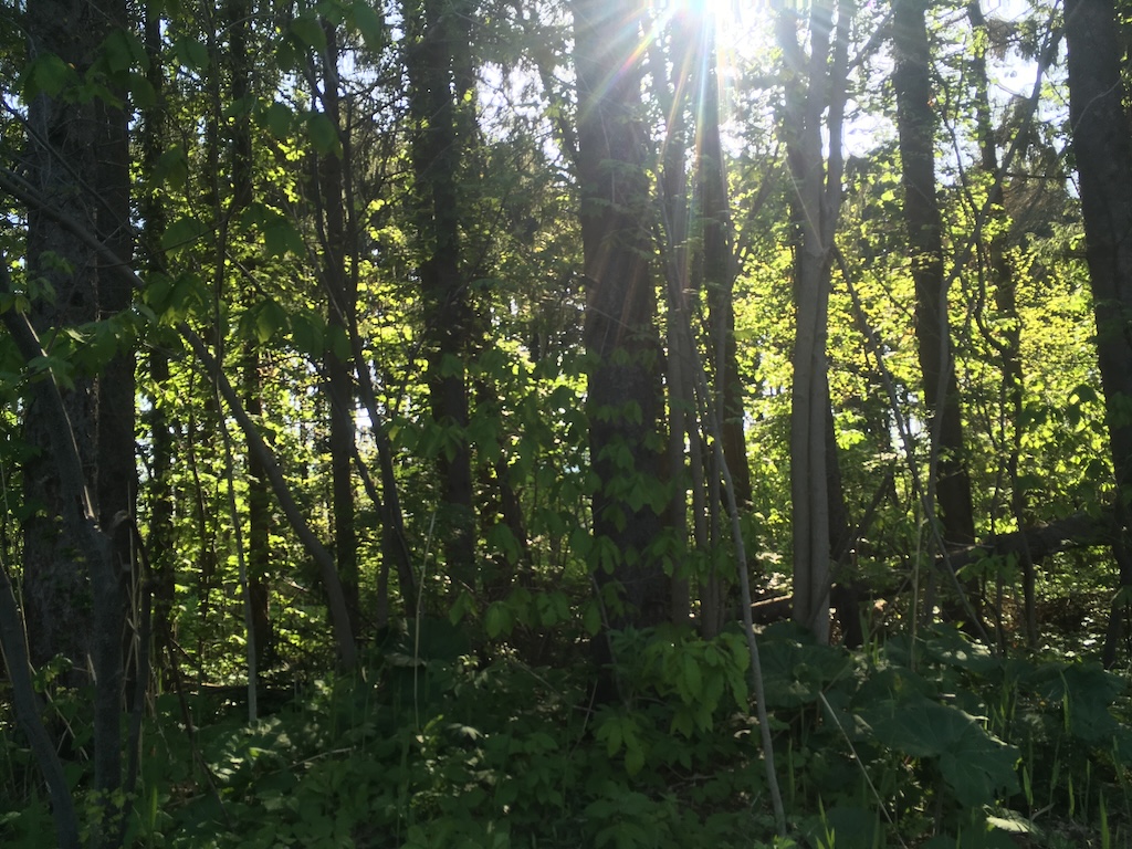 森林　広葉樹   芦別の森林